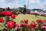 神奈川・横須賀市ヴェルニー公園「春のローズフェスタ」約130種1,300株の春バラが見頃に｜写真23