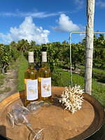 「タヒチ フェス 2025 ヨコハマ」GWに横浜で、ダンスショーや”日本初上陸”ビールなど｜写真15