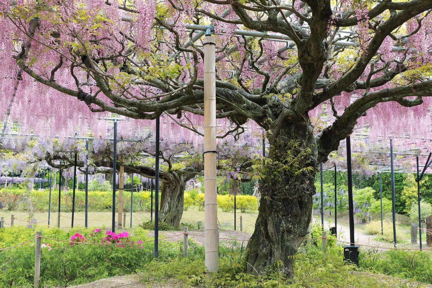「藤のガーデン」ピンクや紫の花々が開花、“黄金葉”の長藤も - 三重レッドヒル ヒーサーの森で｜写真7