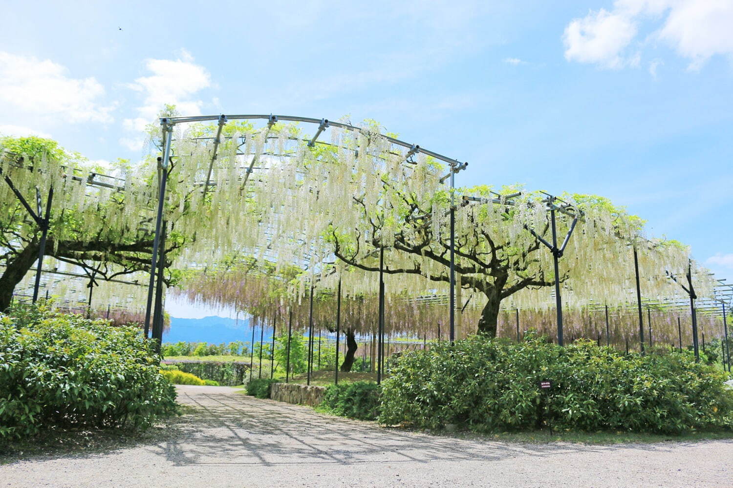 「藤のガーデン」ピンクや紫の花々が開花、“黄金葉”の長藤も - 三重レッドヒル ヒーサーの森で｜写真12