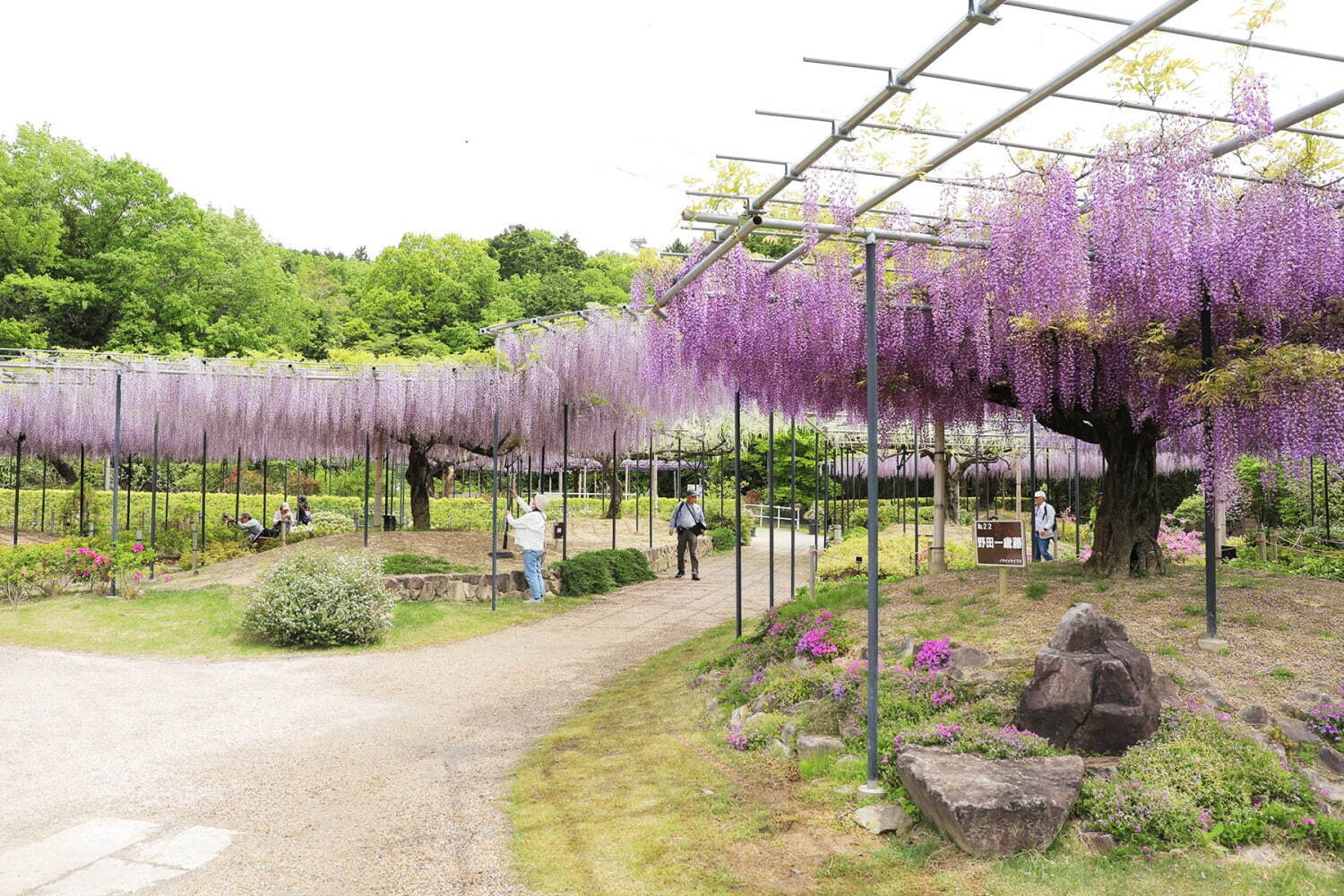 「藤のガーデン」ピンクや紫の花々が開花、“黄金葉”の長藤も - 三重レッドヒル ヒーサーの森で｜写真10