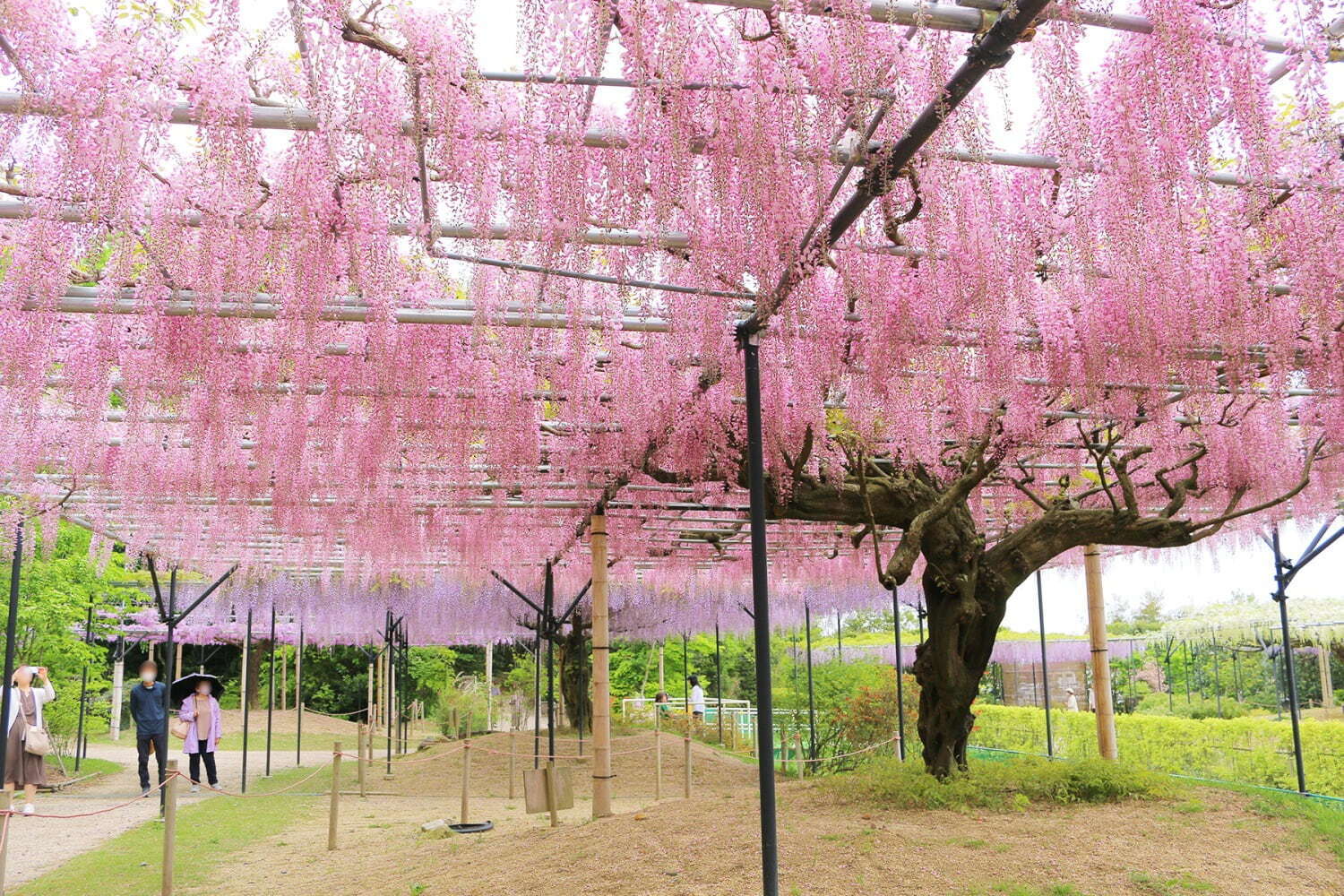 「藤のガーデン」ピンクや紫の花々が開花、“黄金葉”の長藤も - 三重レッドヒル ヒーサーの森で｜写真11