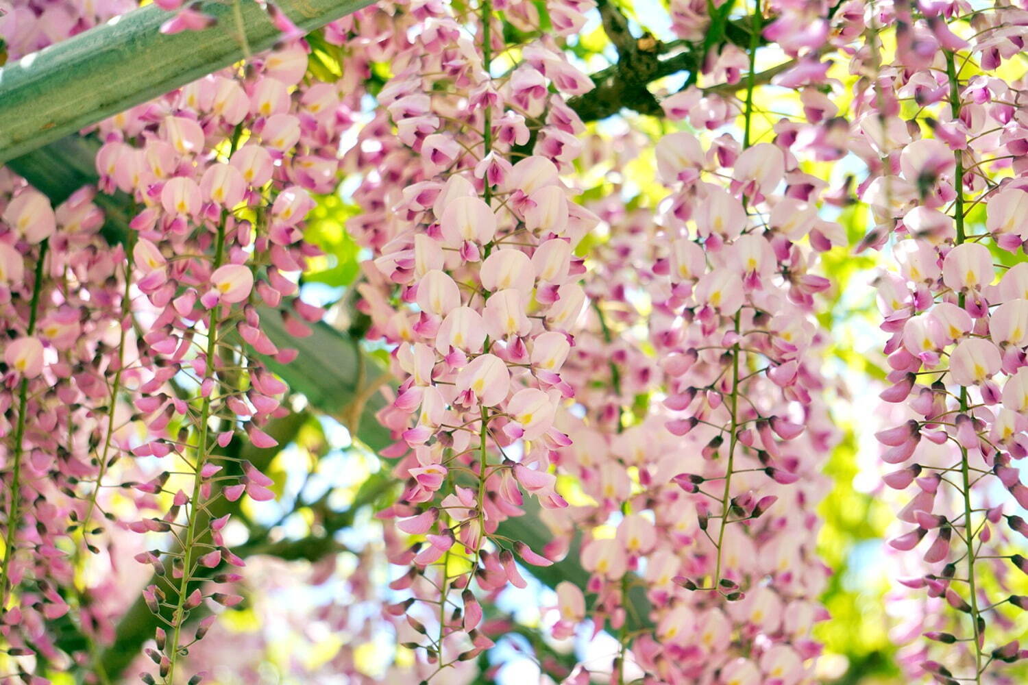 「藤のガーデン」ピンクや紫の花々が開花、“黄金葉”の長藤も - 三重レッドヒル ヒーサーの森で｜写真5