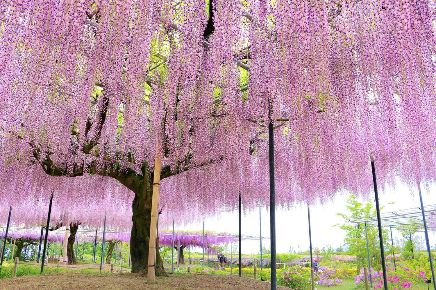 「藤のガーデン」ピンクや紫の花々が開花、“黄金葉”の長藤も - 三重レッドヒル ヒーサーの森で｜写真1