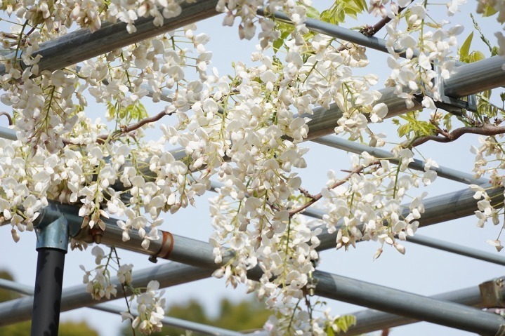 「藤のガーデン」ピンクや紫の花々が開花、“黄金葉”の長藤も - 三重レッドヒル ヒーサーの森で｜写真3
