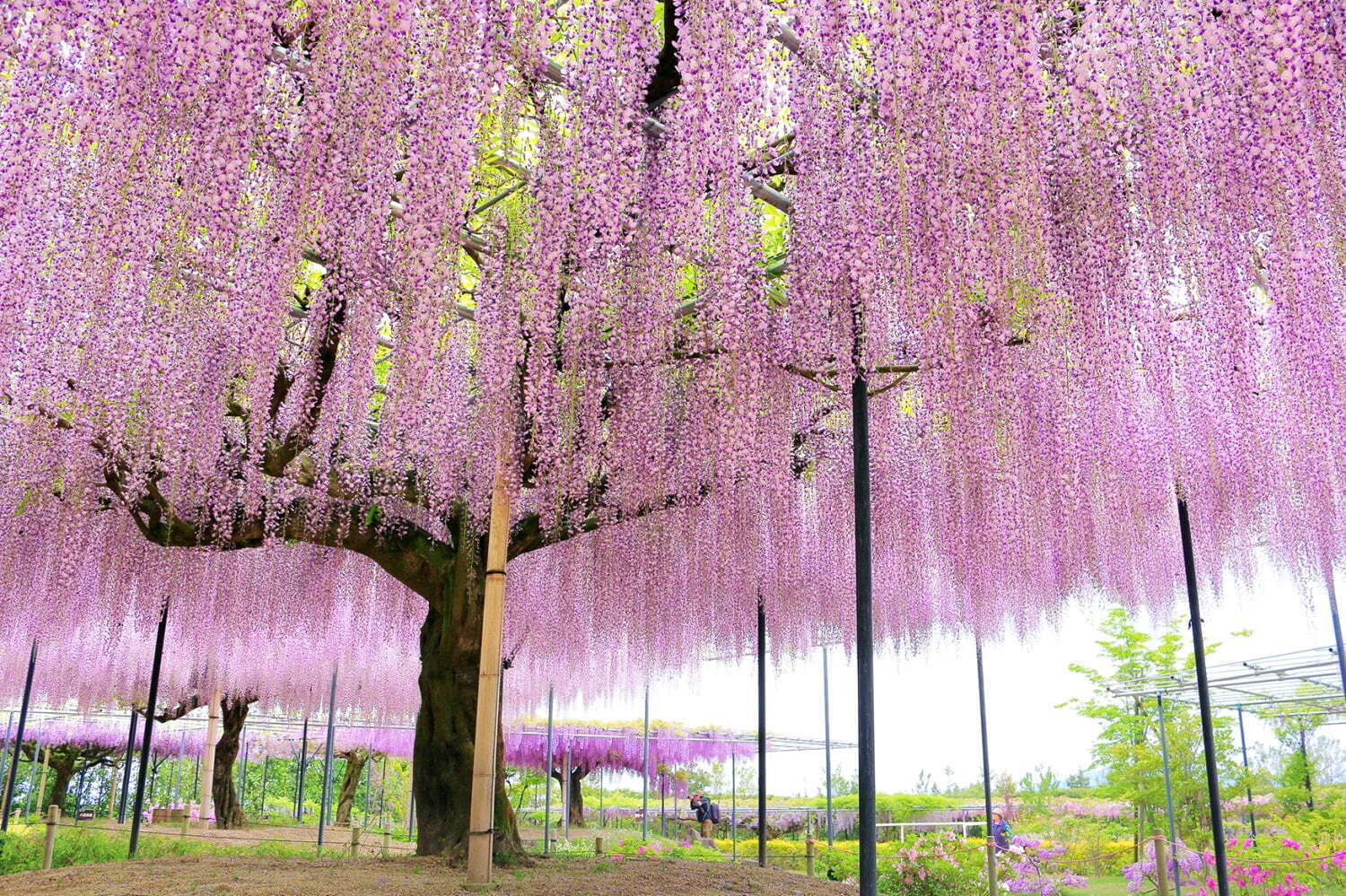 庭園｜「藤のガーデン」ピンクや紫の花々が開花、“黄金葉”の長藤も - 三重レッドヒル ヒーサーの森で