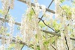 「藤のガーデン」ピンクや紫の花々が開花、“黄金葉”の長藤も - 三重レッドヒル ヒーサーの森で｜写真4