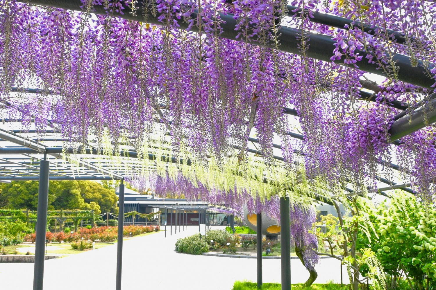 大阪「万博記念公園 藤まつり」約80m続く“藤のカーテン”、紫やうす紅色の藤が広がる絶景｜写真4