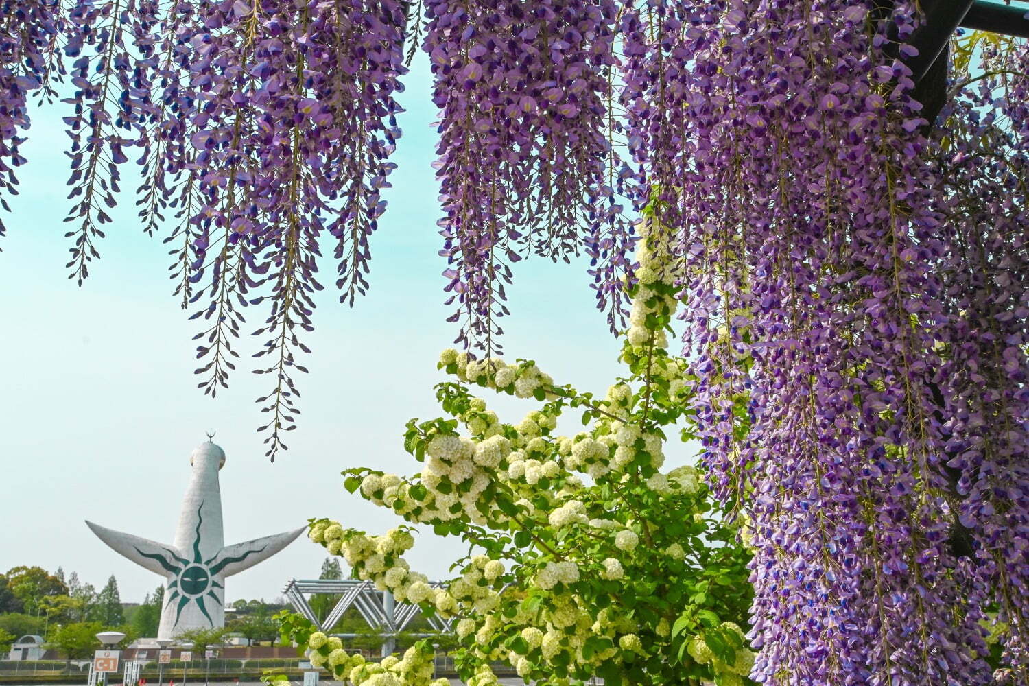 庭園｜大阪「万博記念公園 藤まつり」約80m続く“藤のカーテン”、紫やうす紅色の藤が広がる絶景