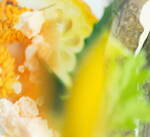 SHIRO25年夏スキンケア、“昆布・酒かす・ゆず”肌悩みに合わせて選べるオールインワン美容液｜写真1