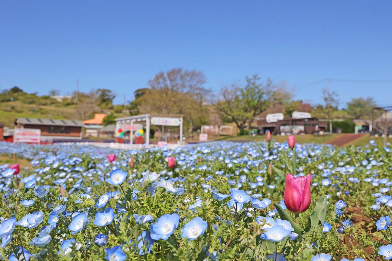 マザー牧場“100万本のネモフィラ”開花、チューリップとのコラボや青空色レモネードも｜写真8