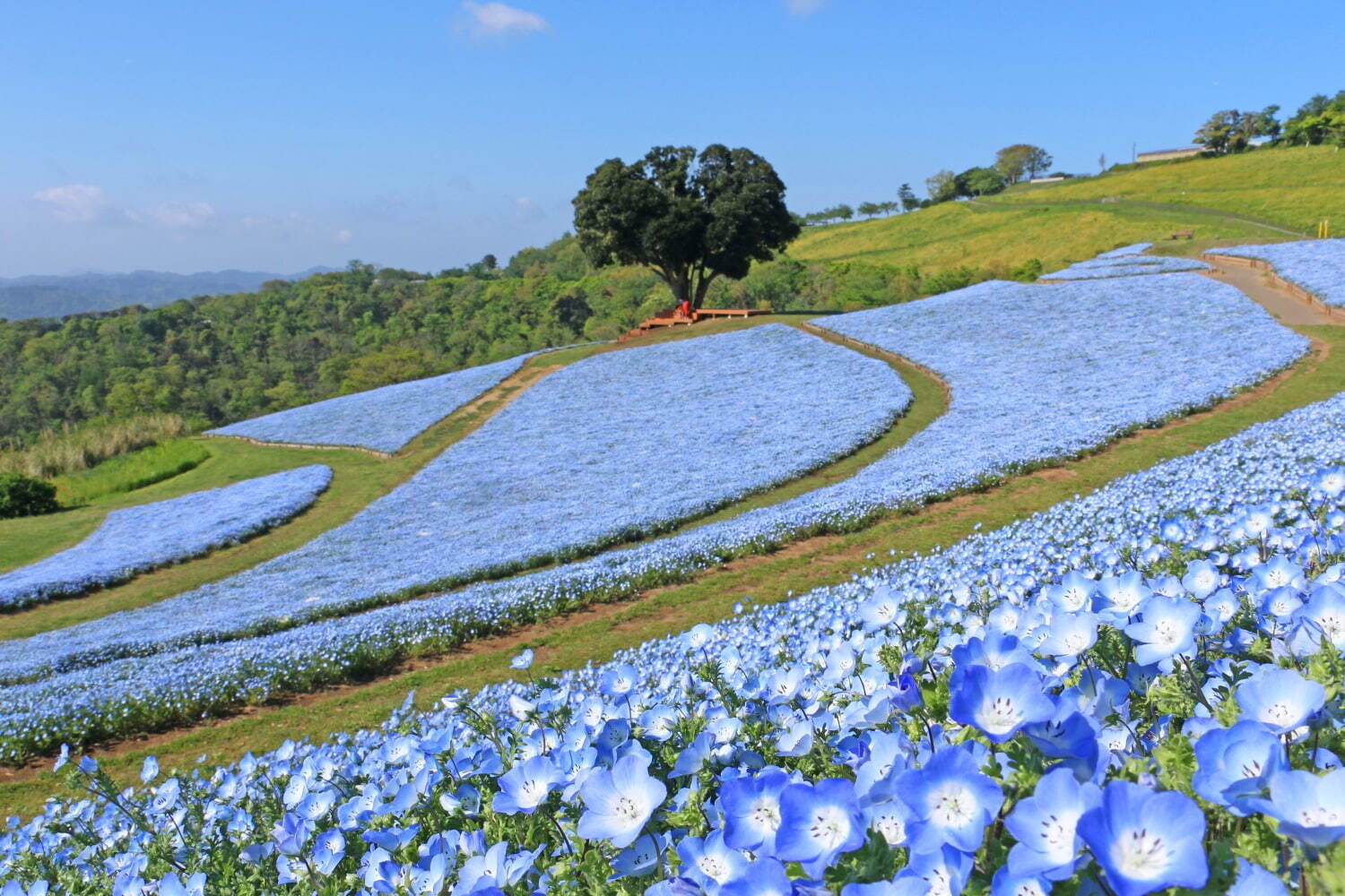 マザー牧場「花の谷」(過去満開時の様子)