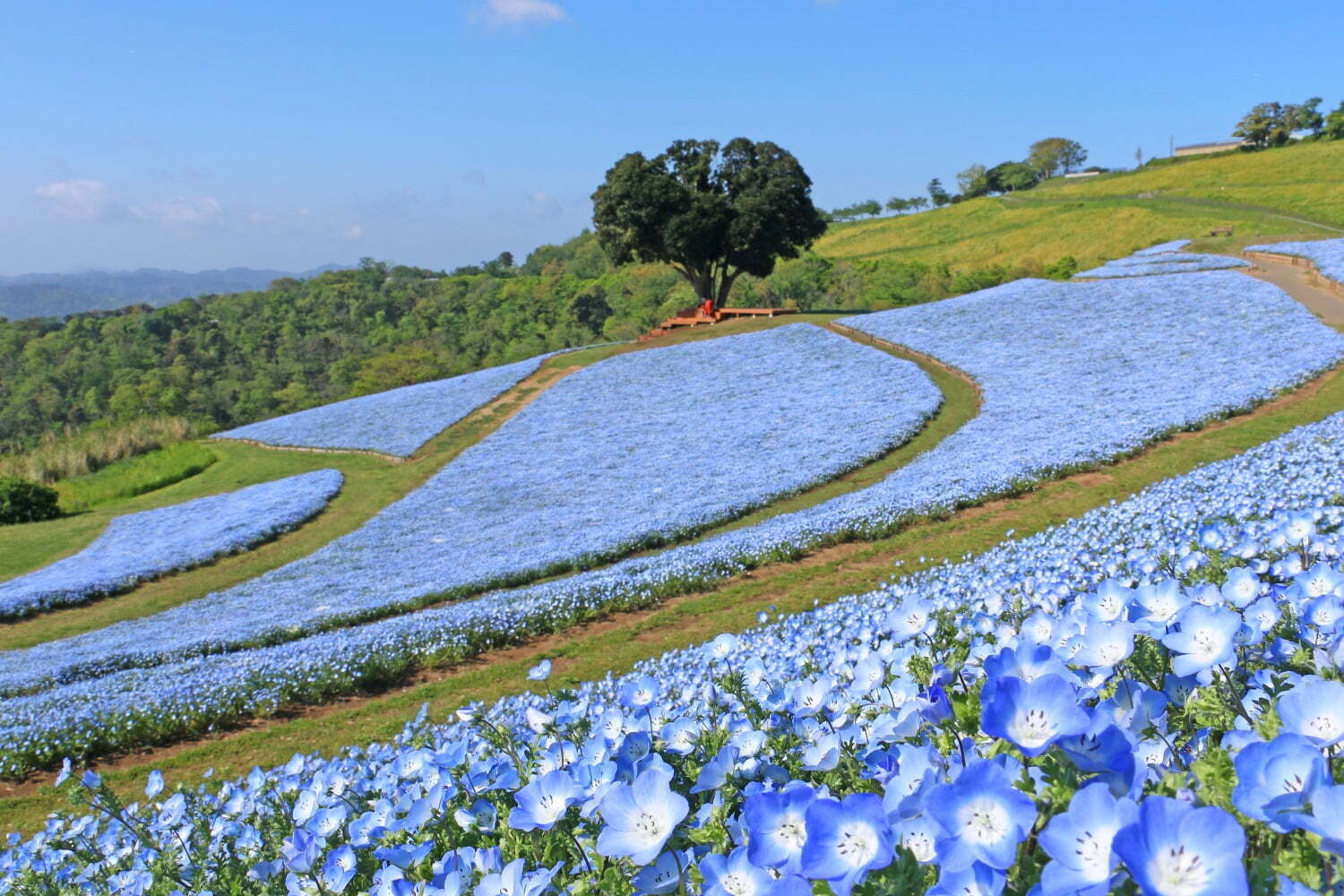 フラワーパーク(花庭園)｜マザー牧場“100万本のネモフィラ”開花、チューリップとのコラボや青空色レモネードも