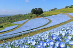 マザー牧場“100万本のネモフィラ”開花、チューリップとのコラボや青空色レモネードも｜写真1