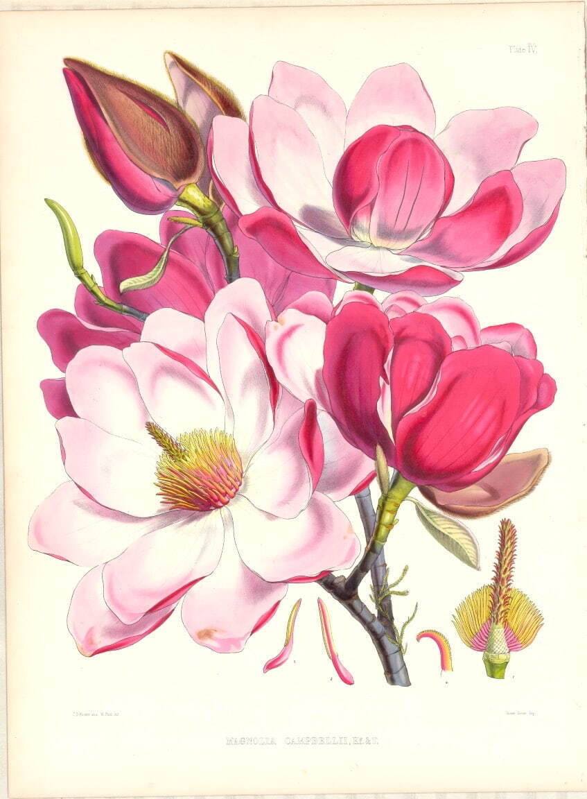 ジョセフ・ダルトン・フッカー、ウォルター・フッド・フィッチ
《マグノリア・カンベリィ(モクレン科)》 1855年
Photo Brain Trust Inc.