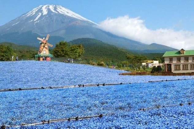 富士山望む”天空のネモフィラ畑”＆透明ゴンドラ、静岡の遊園地ぐりんぱで｜写真0