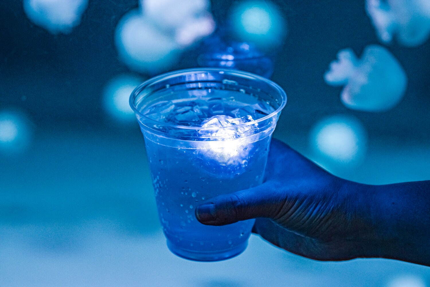 京都水族館「夜のすいぞくかん」“すやすや眠る”ペンギンを観察、幻想的に光るクラゲソーダも｜写真4
