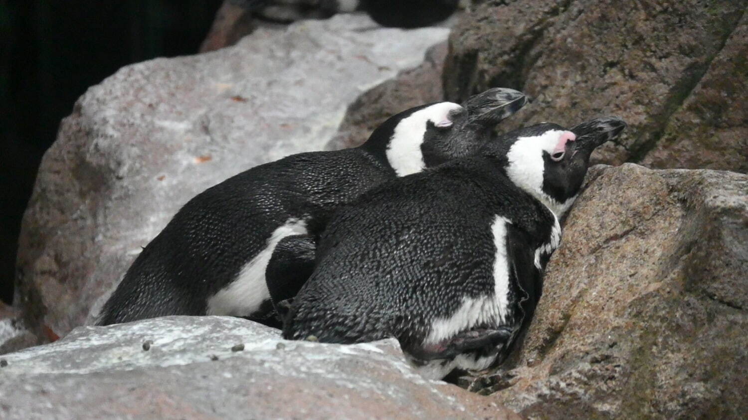 寄り添って眠るケープペンギン