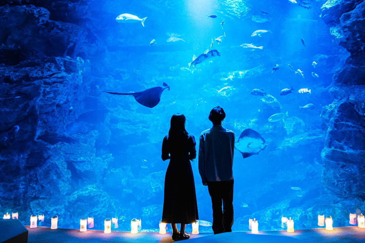 京都水族館: 2025年4月26日〜2025年5月6日開催