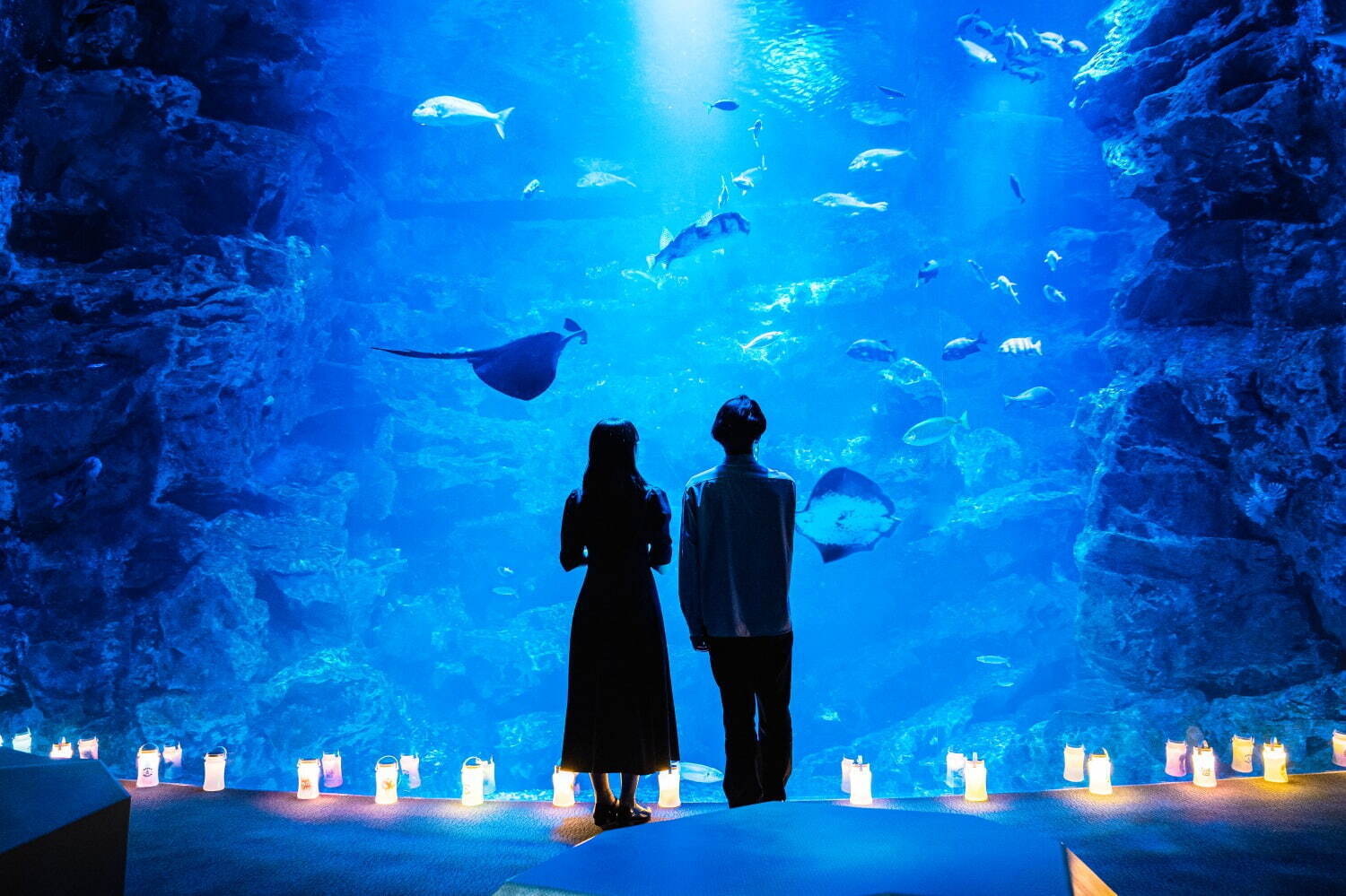 京都水族館「夜のすいぞくかん」“すやすや眠る”ペンギンを観察、幻想的に光るクラゲソーダも｜写真2