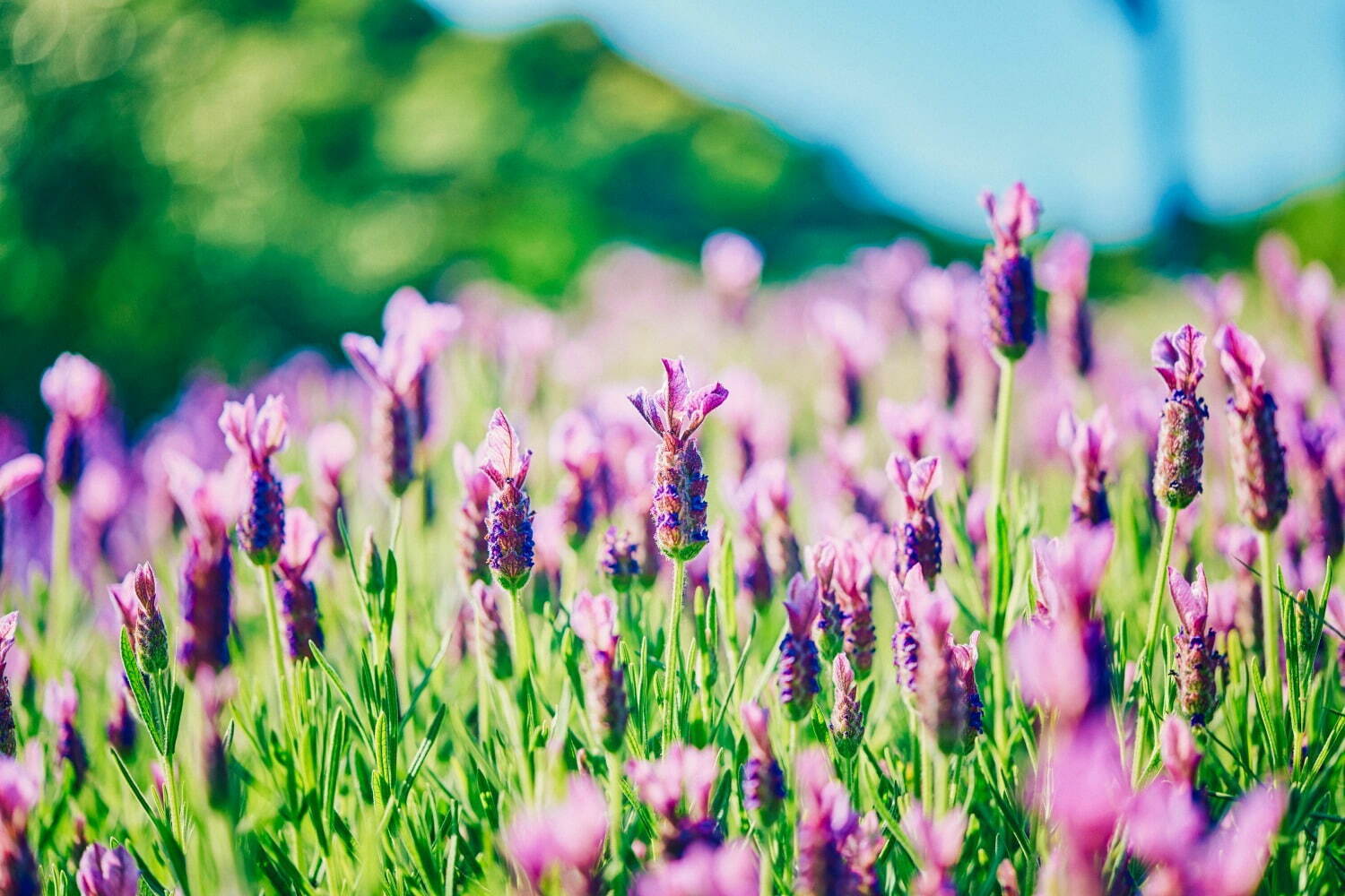 神戸布引ハーブ園、ラベンダー&ローズが咲き誇る初夏のフラワーイベント|写真14