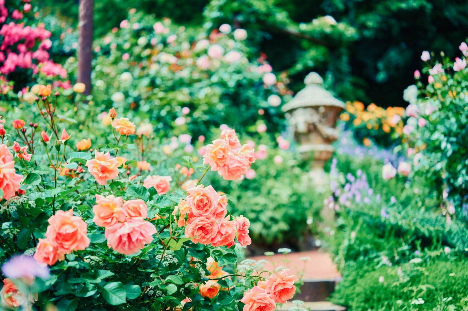 神戸布引ハーブ園、ラベンダー&ローズが咲き誇る初夏のフラワーイベント|写真8