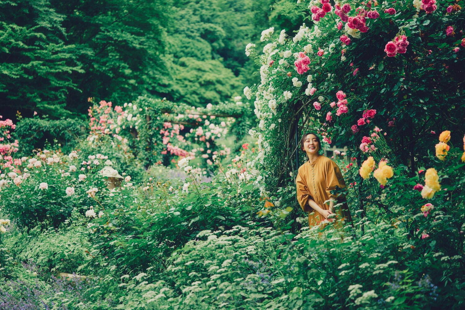 神戸布引ハーブ園、ラベンダー＆ローズが咲き誇る初夏のフラワーイベント｜写真10