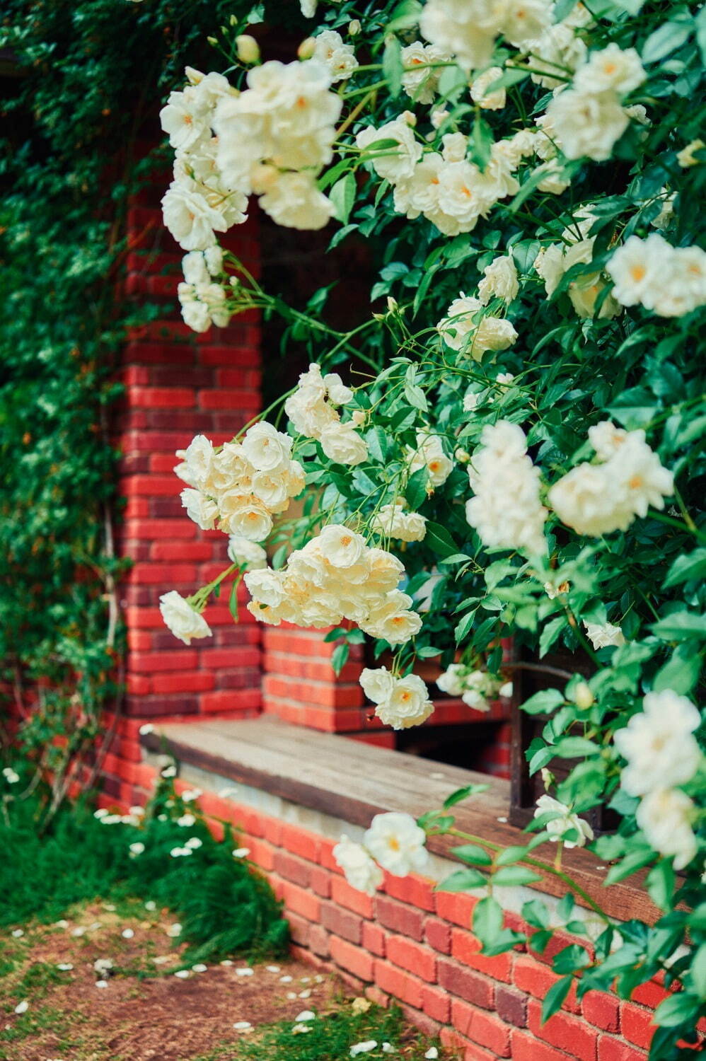 神戸布引ハーブ園、ラベンダー＆ローズが咲き誇る初夏のフラワーイベント｜写真17