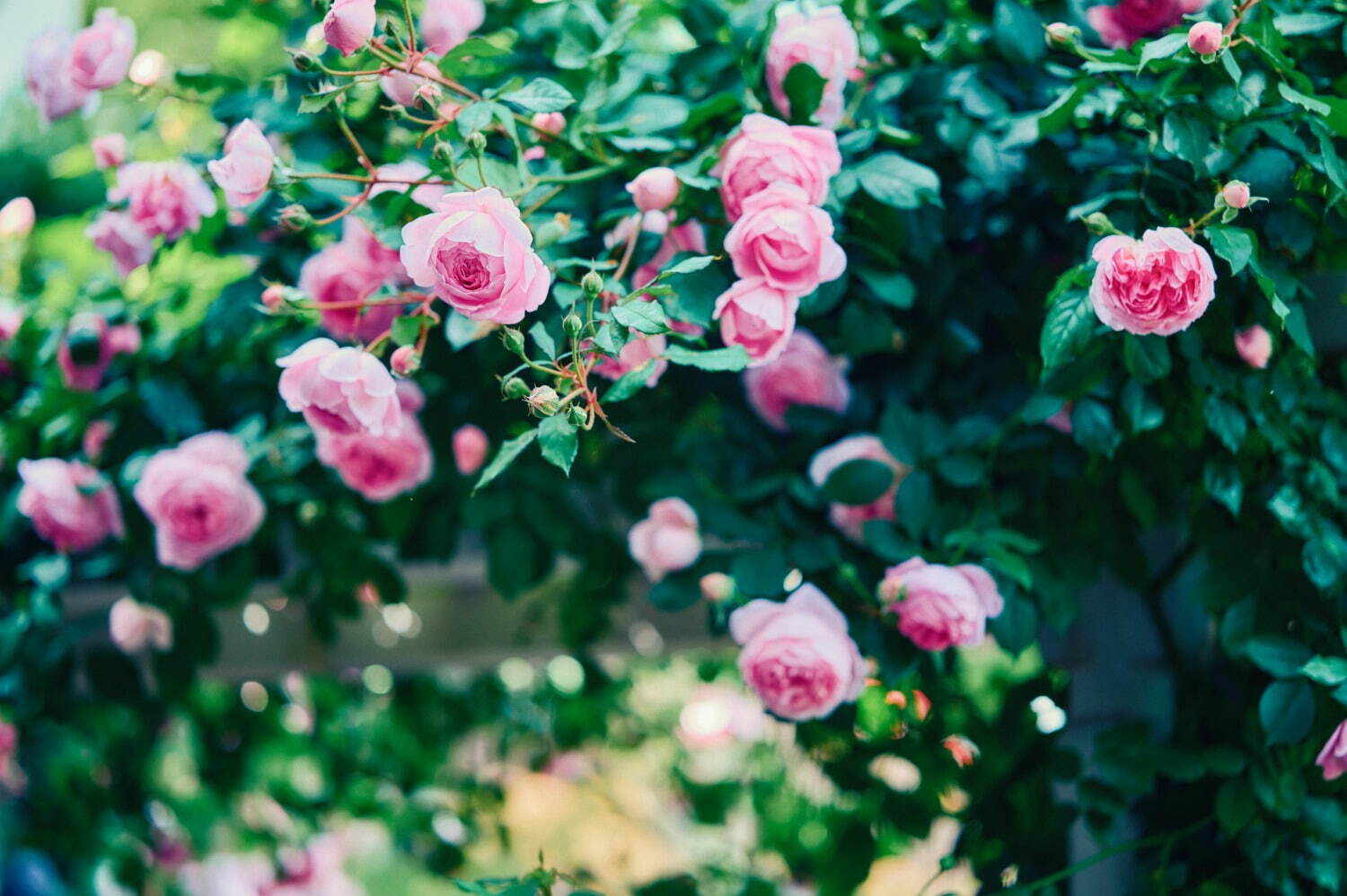 神戸布引ハーブ園、ラベンダー＆ローズが咲き誇る初夏のフラワーイベント｜写真5