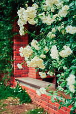 神戸布引ハーブ園、ラベンダー＆ローズが咲き誇る初夏のフラワーイベント｜写真17