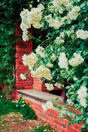 神戸布引ハーブ園、ラベンダー＆ローズが咲き誇る初夏のフラワーイベント｜写真17