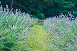 神戸布引ハーブ園、ラベンダー＆ローズが咲き誇る初夏のフラワーイベント｜写真12