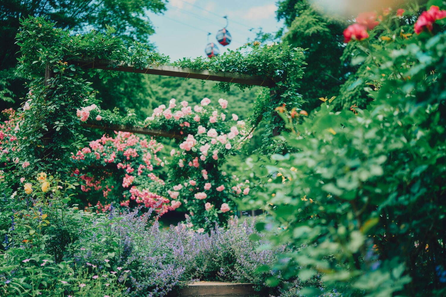 神戸布引ハーブ園、ラベンダー＆ローズが咲き誇る初夏のフラワーイベント｜写真1