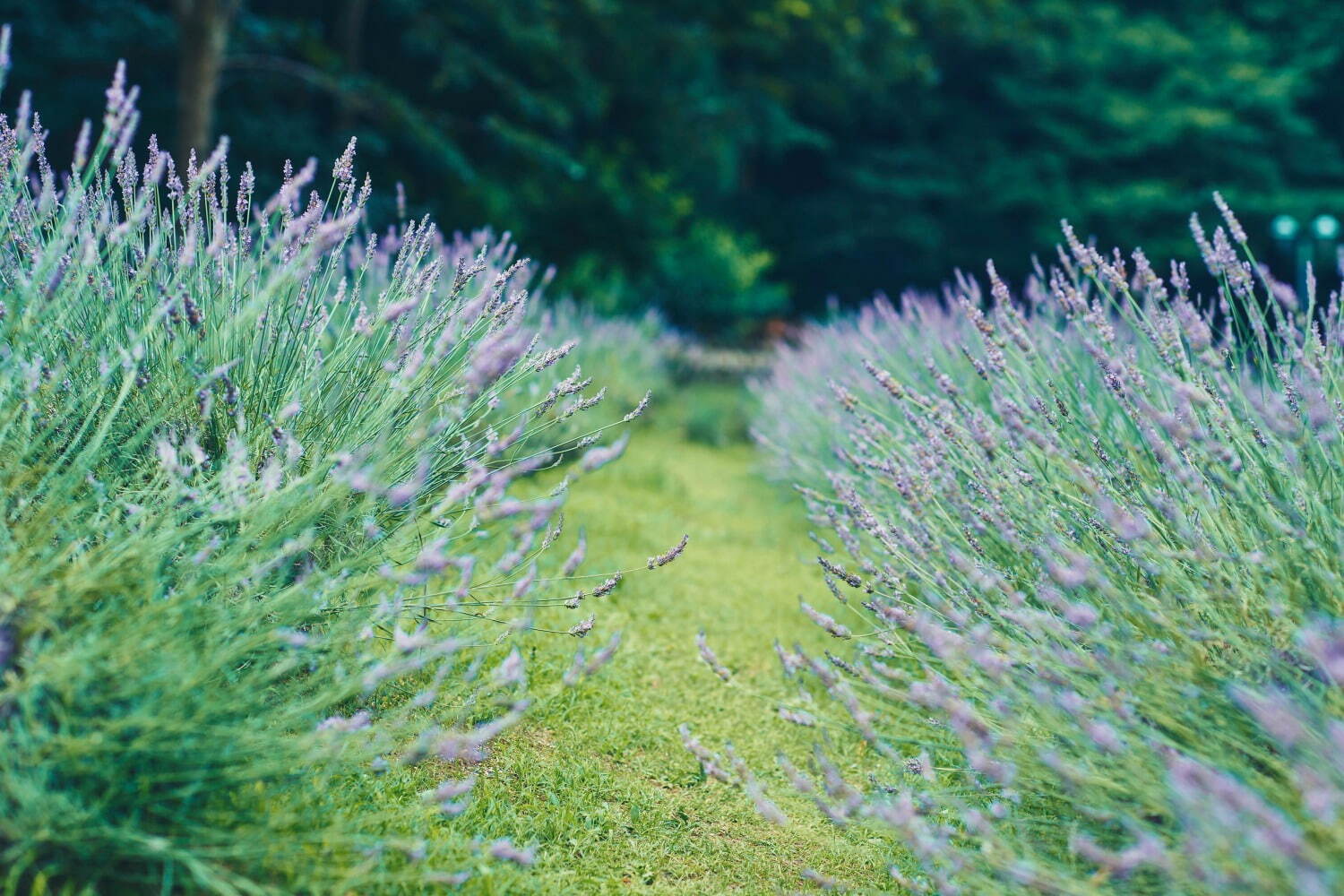 神戸布引ハーブ園、ラベンダー&ローズが咲き誇る初夏のフラワーイベント|写真12