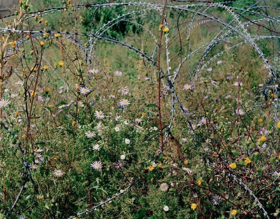 米田知子 《絡まった有刺鉄線と花(非武装地帯近く・チョルウォン・韓国) I》 2015年 作家蔵
Copyright the artist Courtesy of ShugoArts