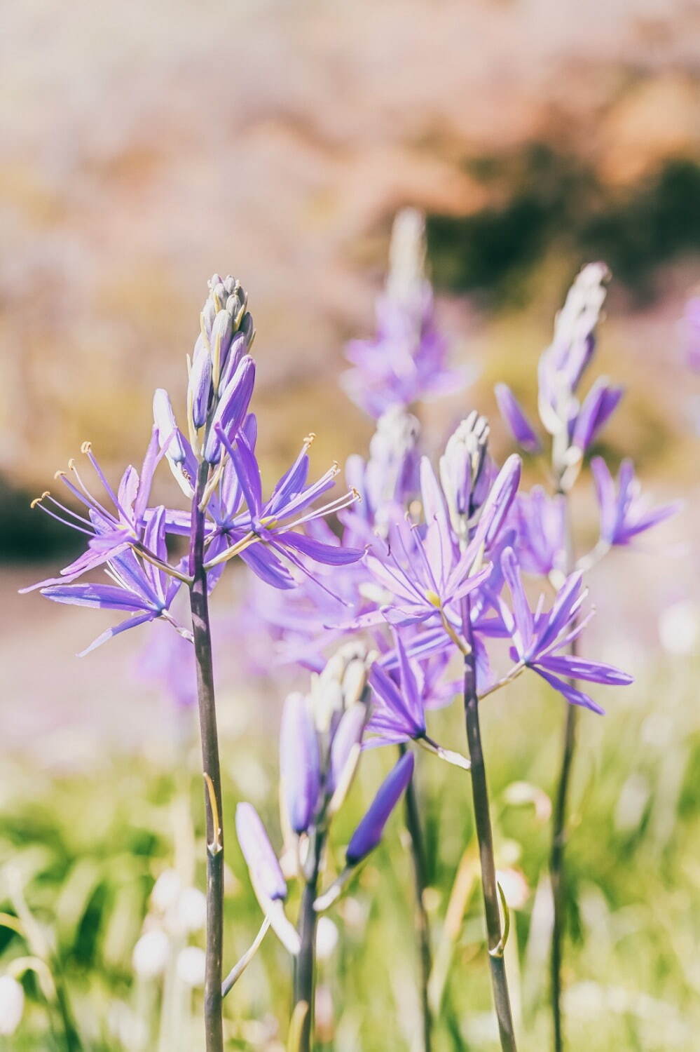 オオヒナユリ(4月下旬〜5月中旬)