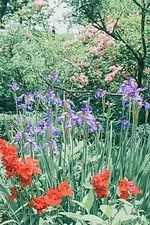 神戸・ROKKO森の音ミュージアム「SIKIガーデン」色とりどりの花々が咲き誇る初夏イベント｜写真5