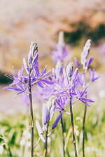 神戸・ROKKO森の音ミュージアム「SIKIガーデン」色とりどりの花々が咲き誇る初夏イベント｜写真3