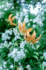 神戸・ROKKO森の音ミュージアム「SIKIガーデン」色とりどりの花々が咲き誇る初夏イベント｜写真8