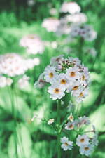 神戸・ROKKO森の音ミュージアム「SIKIガーデン」色とりどりの花々が咲き誇る初夏イベント｜写真6