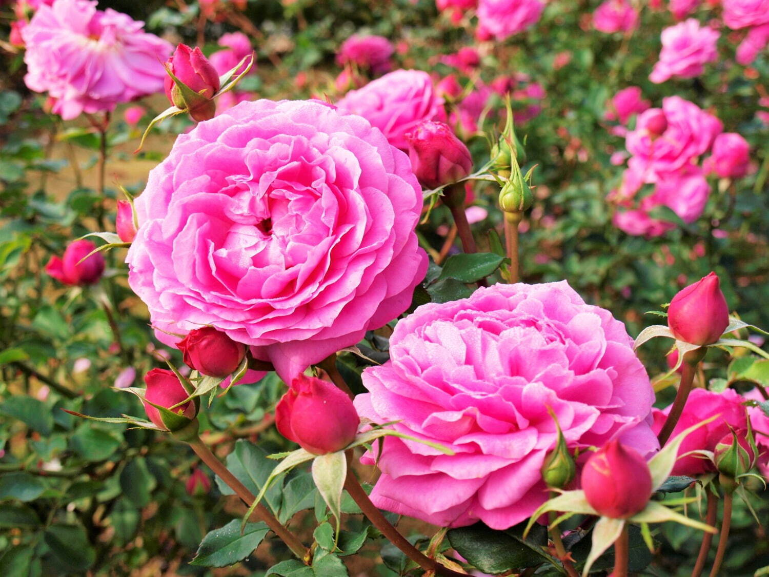 写真提供：万博記念公園マネジメント・パートナーズ
