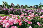 大阪「万博記念公園 春のローズフェスタ」バラ約2,400株が咲き誇る絶景、豪華なバラのアーチも｜写真1
