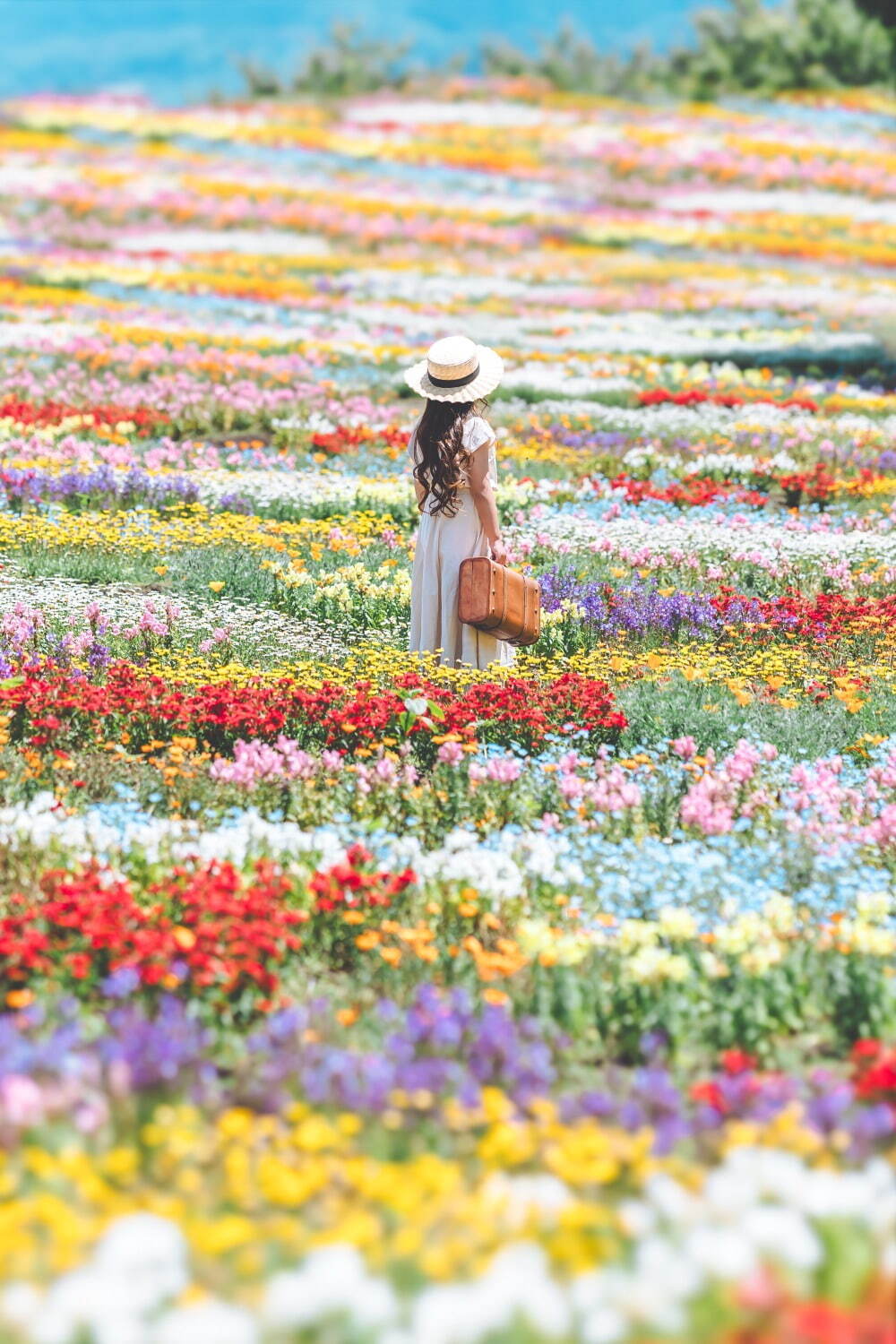 大分・くじゅう花公園“天空の花畑”で遅咲きのネモフィラが開花、デイジーやパッチワーク風花畑も｜写真4