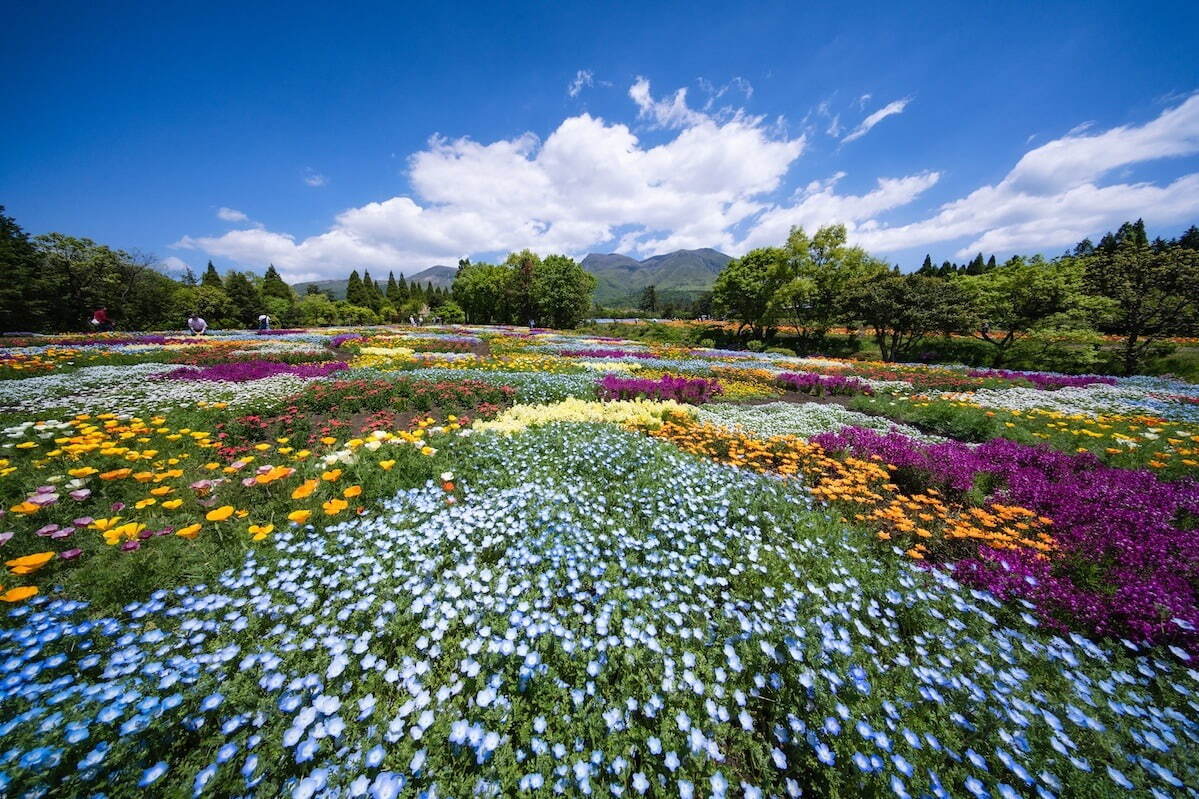 大分・くじゅう花公園“天空の花畑”で遅咲きのネモフィラが開花、デイジーやパッチワーク風花畑も｜写真2