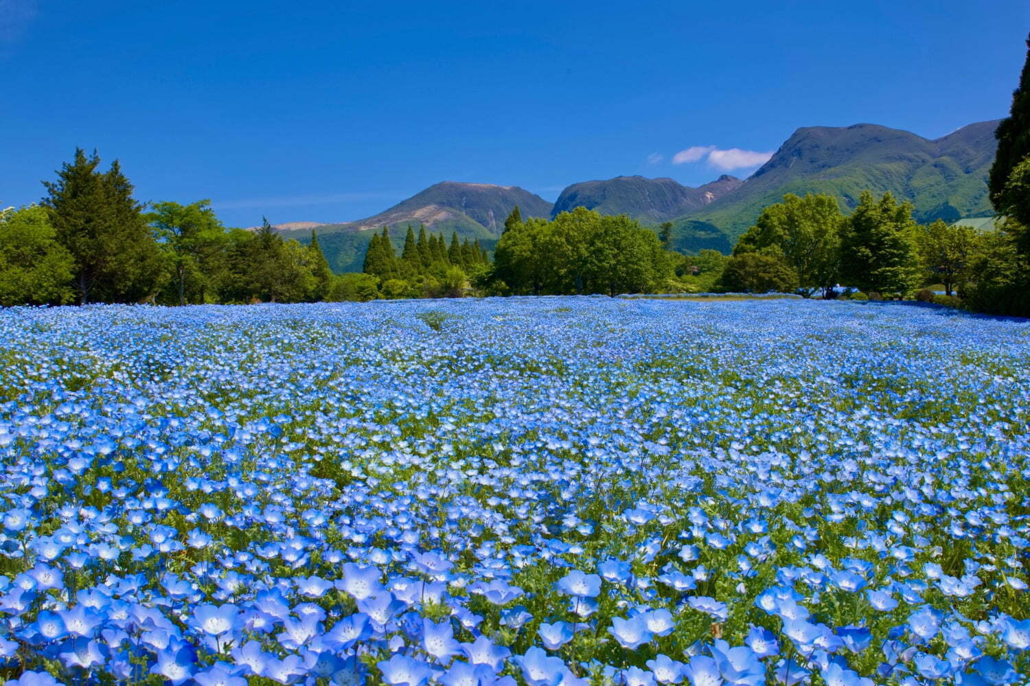 大分・くじゅう花公園“天空の花畑”で遅咲きのネモフィラが開花、デイジーやパッチワーク風花畑も
