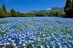大分・くじゅう花公園“天空の花畑”で遅咲きのネモフィラが開花、デイジーやパッチワーク風花畑も｜写真1