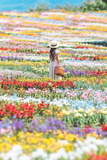 大分・くじゅう花公園“天空の花畑”で遅咲きのネモフィラが開花、デイジーやパッチワーク風花畑も｜写真4