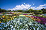 大分・くじゅう花公園“天空の花畑”で遅咲きのネモフィラが開花、デイジーやパッチワーク風花畑も｜写真2