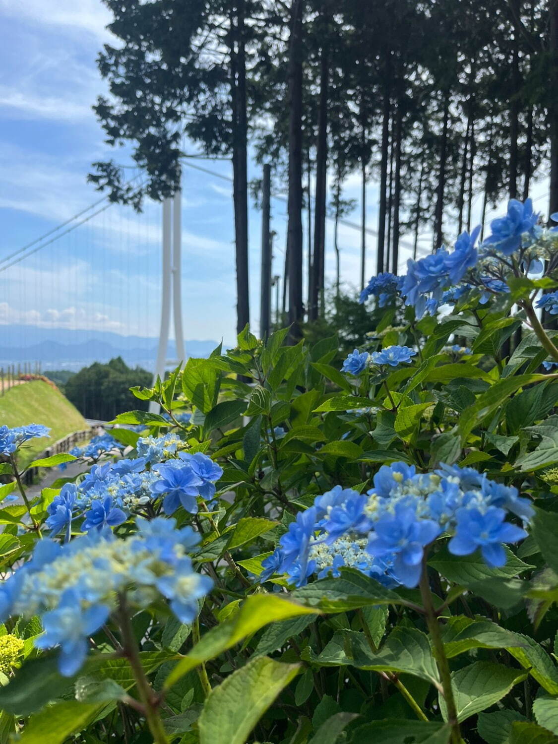 ※2024年開花の様子