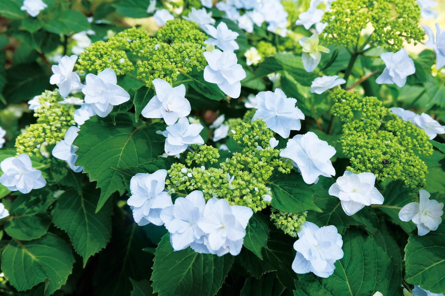 「あじさい祭」静岡・三島スカイウォークで、205品種13,000株の紫陽花＆富士山が織りなす絶景｜写真6